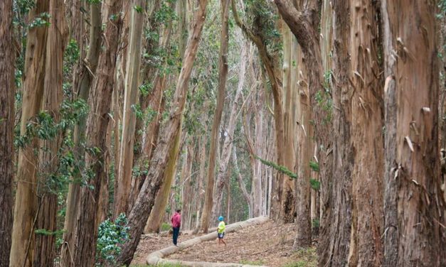 Lovers Lane, San Francisco